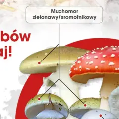 Muchomor zielonawy i czerwony są silnie trujące. Unikaj ich, by nie doświadczyć lekkiego zatrucia grzybami.
