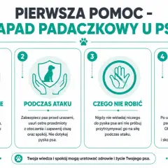 Pierwsza pomoc przy napadzie padaczkowym u psa: rozpoznawanie, co robić podczas ataku, czego nie robić i postępowanie po ataku. Drgawki to sygnał do działania.