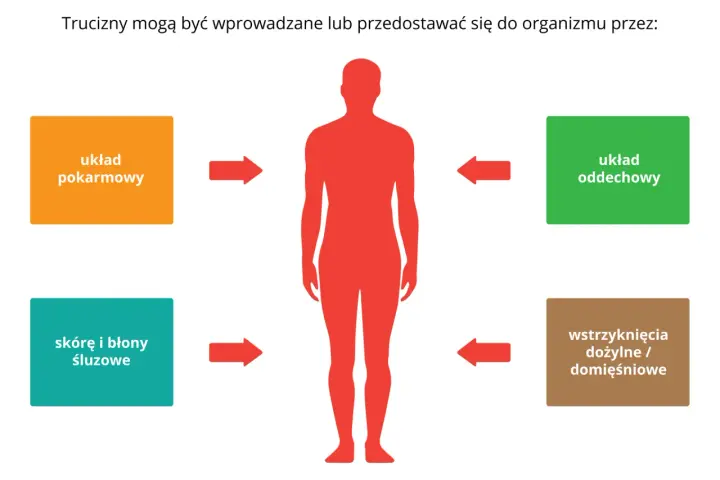 Drogi pokarmowe, oddechowe, skóra i błony śluzowe, wstrzyknięcia – to drogi, którymi trucizny mogą dostać się do organizmu, prowadząc do zatrucia lekami.