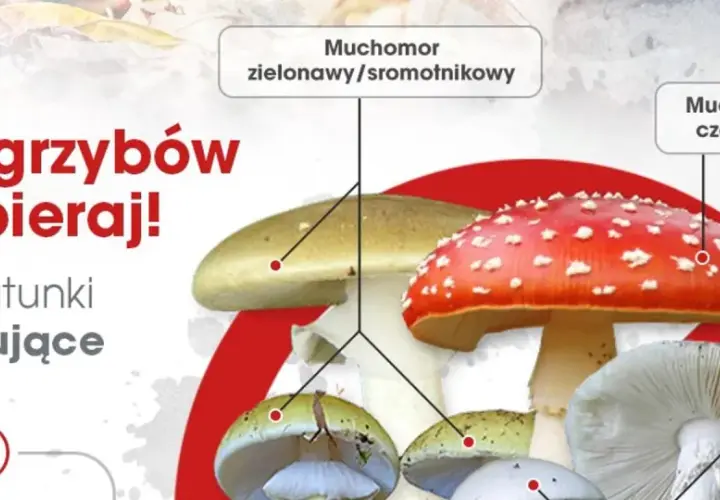 Muchomor zielonawy i czerwony są silnie trujące. Unikaj ich, by nie doświadczyć lekkiego zatrucia grzybami.