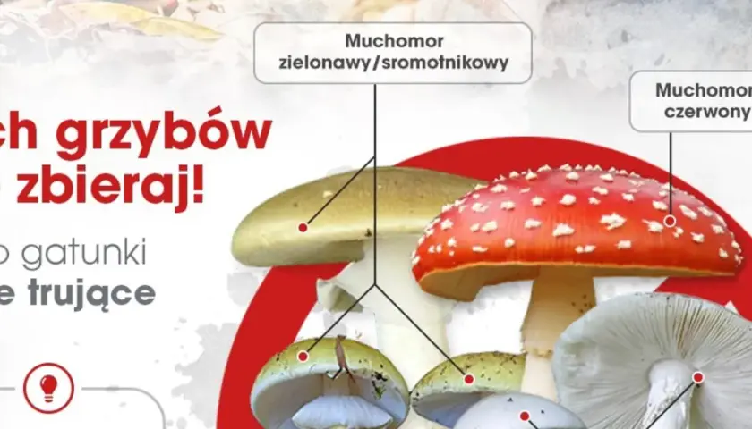 Muchomor zielonawy i czerwony są silnie trujące. Unikaj ich, by nie doświadczyć lekkiego zatrucia grzybami.
