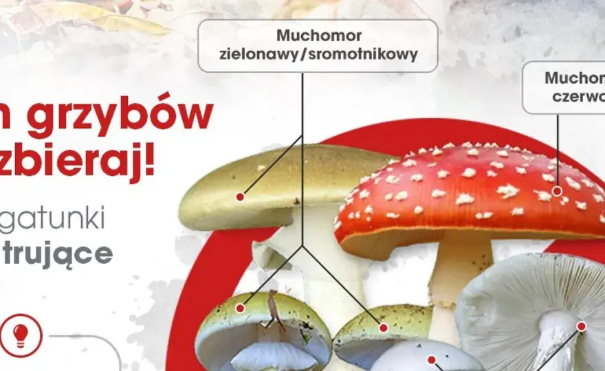 Zatrucie grzybami - objawy, pierwsza pomoc. Nie czekaj!