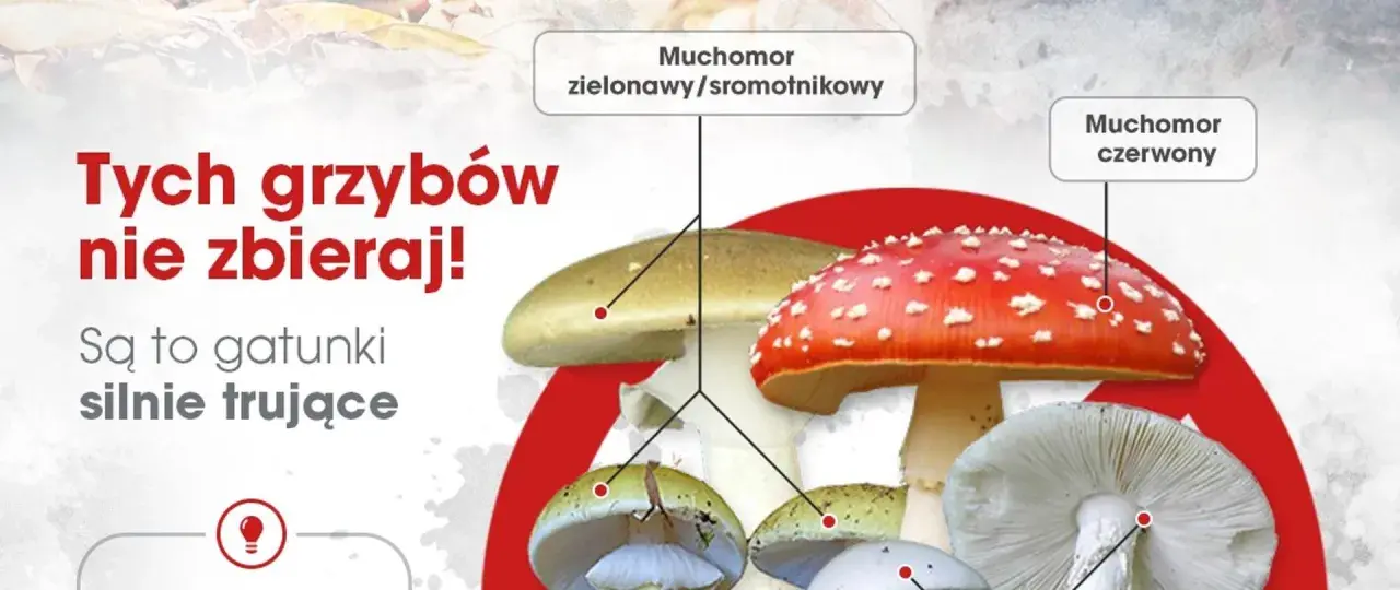 Muchomor zielonawy i czerwony są silnie trujące. Unikaj ich, by nie doświadczyć lekkiego zatrucia grzybami.